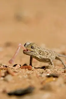 Namaqua: Namaqua Chameleon - Using its tongue to catch prey