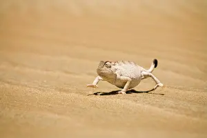 Namaquensis: Namaqua Chameleon in its white phase striding over dune sand