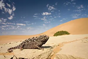 Namaqua: Namaqua Chameleon - Wide angle shot on a clay bank