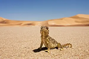 Namaqua: Namaqua Chameleon - Wide Angle shot sitting on