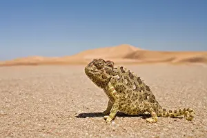 Namaqua: Namaqua Chameleon - Wide Angle shot sitting on
