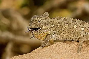 Namaquensis: Namaqua Chameleon - Young chameleon with dune beetle