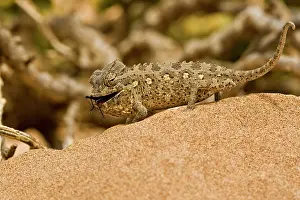 Namaquensis: Namaqua Chameleon - Young chameleon with dune beetle