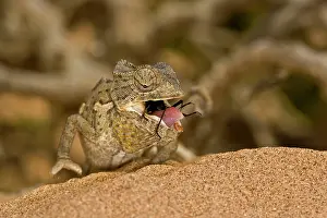 Namaqua: Namaqua Chameleon - young chameleon with dune beetle