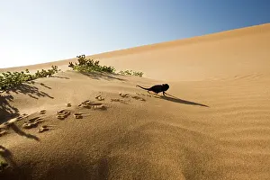 Visible: Namaqua Chameleon - Young chameleon walking over