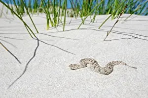 Michele Menegon: Namaqua Dwarf Adder
