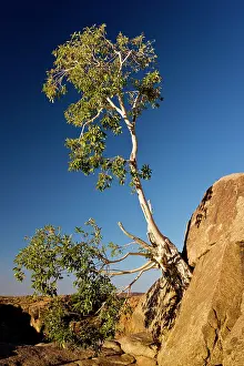 Figs: Namaqua Fig - old tree on cliff. Augrabies National