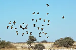 Namaqua: Namaqua Sand Grouse - group in flight