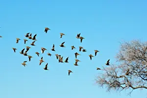 Namaqua: Namaqua Sand Grouse - group in flight