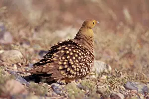 Sandgrouse: Namaqua Sandgrouse