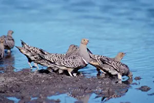Sandgrouse: Namaqua Sandgrouse