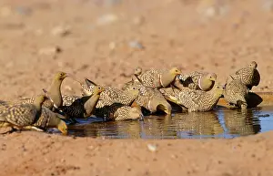 Sandgrouse: Namaqua Sandgrouse