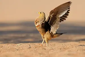 Namaqua: Namaqua Sandgrouse