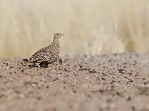 Namaqua: Namaqua Sandgrouse