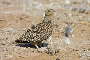 Sandgrouse: Namaqua Sandgrouse - Female