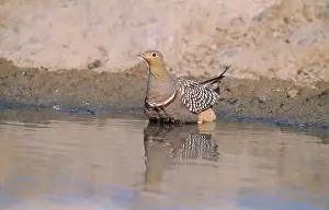 Soaking: Namaqua SANDGROUSE - male feather soaking