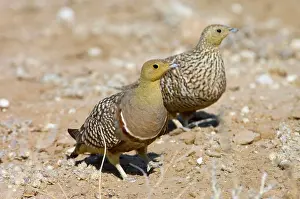Sandgrouse: Namaqua Sandgrouse - Male, with female behind