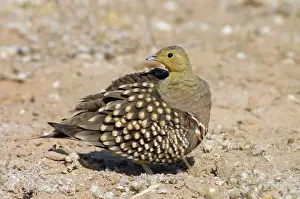 Sandgrouse: Namaqua Sandgrouse - Male preening