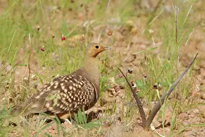 Sandgrouse: Namaqua Sandgrouse - Male, during the rainy season