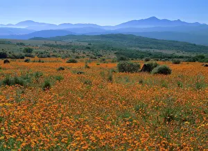 Sinuata: Namaqualand Flowers - blooming carpet of Namaqualand