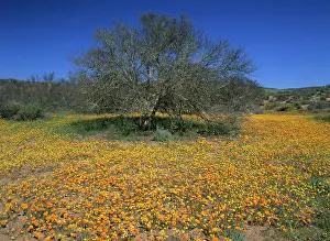 Sinuata: Namaqualand flowers - desert in bloom - flowering