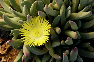 Denticulata: A Namaqualand mesemb