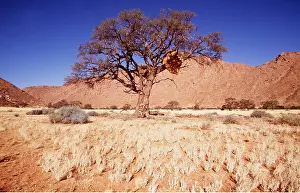 Acacias: NAMIB DESERT - Camelthorn Tree (Acacia erioloba)