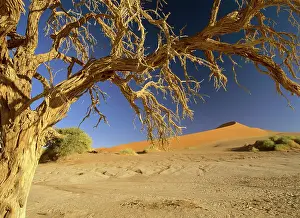 Camelthorns: Namib desert - dead camelthorn tree and red dune