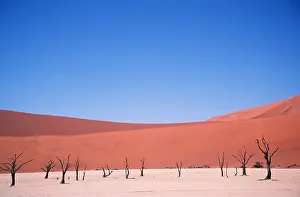 Arty: NAMIB DESERT - Dead Trees and Sand Dunes