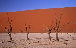 Arty: Namib Desert - Dead Trees & Sand Dunes