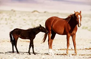 Survival: NAMIB DESERT HORSE - adult with foal