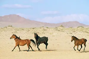 Trot: NAMIB DESERT HORSE - cantering in desert