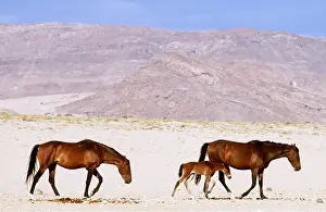 Survival: NAMIB DESERT HORSE - family group