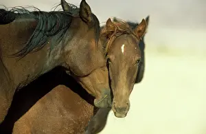 Troops: Namib Desert Horse - Feral descendants of horses