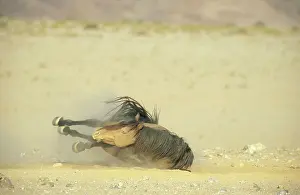 Troops: Namib Desert Horse - Feral descendants of horses