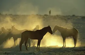 Troops: Namib Desert Horse - Feral descendants of horses