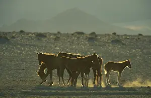 Troops: Namib Desert Horse - Feral descendants of horses