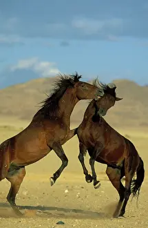 Troops: Namib Desert Horse - Feral descendants of horses