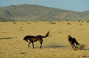 Troops: Namib Desert Horse - Feral descendants of horses