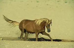 Troops: Namib Desert Horse - Feral descendants of horses