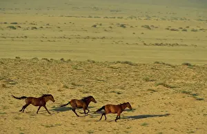 Troops: Namib Desert Horse - Feral descendants of horses
