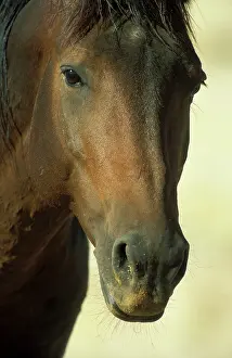 Troops: Namib Desert Horse - Feral descendants of horses
