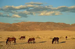 Troops: Namib Desert Horse - Feral descendants of horses