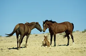 Troops: Namib Desert Horse - Feral descendants of horses
