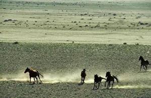 Troops: Namib Desert Horse - Feral descendants of horses