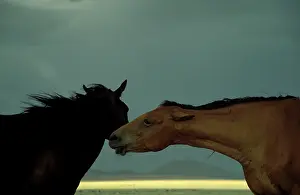 Troops: Namib Desert Horse - Feral descendants of horses