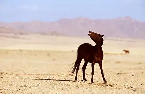 Survival: NAMIB DESERT HORSE - flehman of lip. Stallion