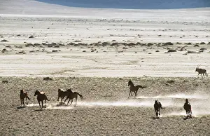 Feral: NAMIB DESERT HORSE - herd running