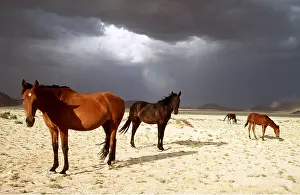 Survival: NAMIB DESERT HORSE - herd standing amidst strom clouds