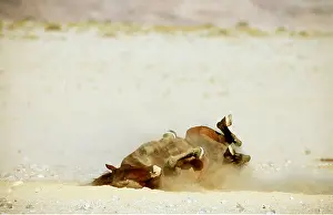 Cleaning: NAMIB DESERT HORSE - rolling in dust